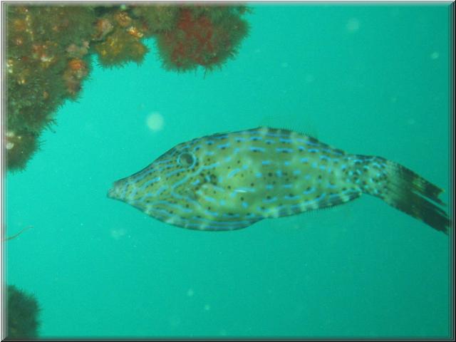 3-192_Filefish