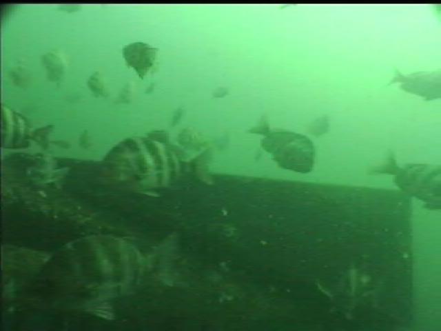 v-sheepshead2