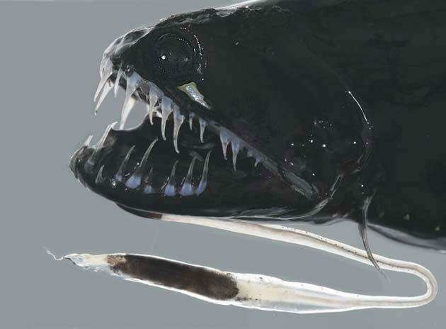 black_dragonfish