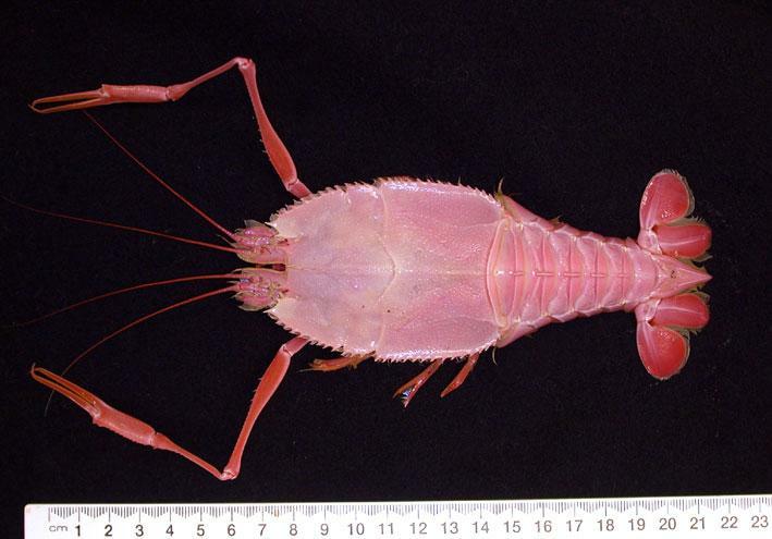 blind_lobster