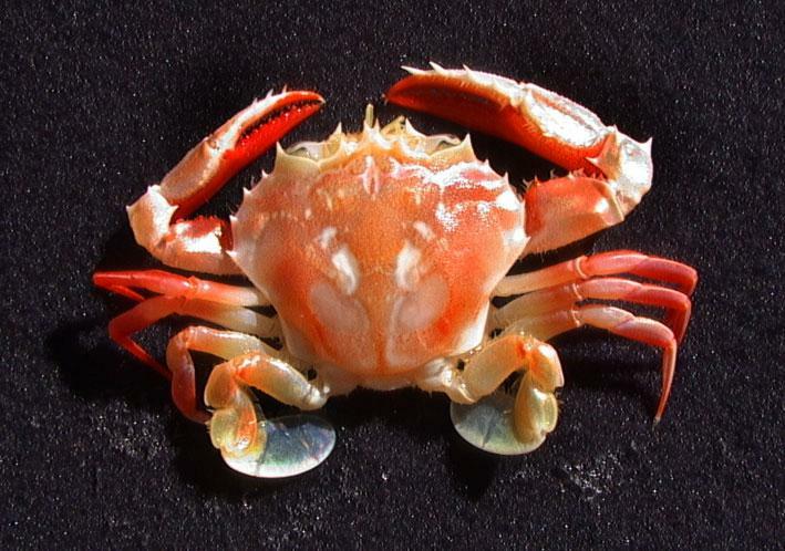 swimmer_crab