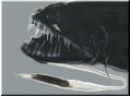 black_dragonfish