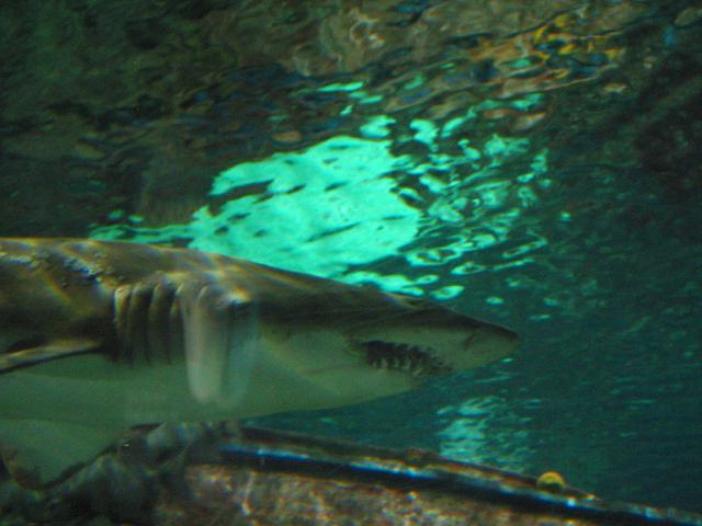IMG_7057