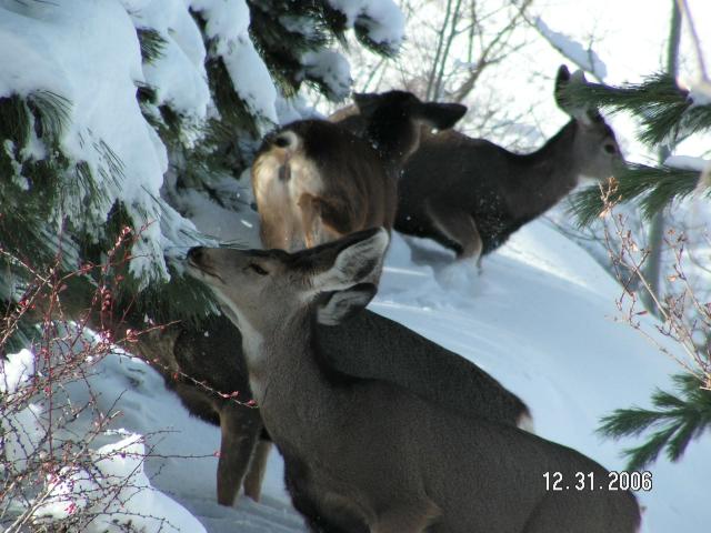 Deer in December 2006 snows 003