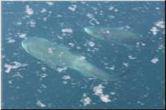 3172_Cobia_35Miles_From_Scene