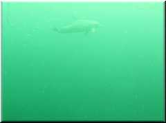 MVI_4149_Dolphin