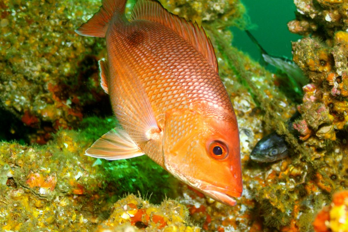 IMG_4698_red_snapper