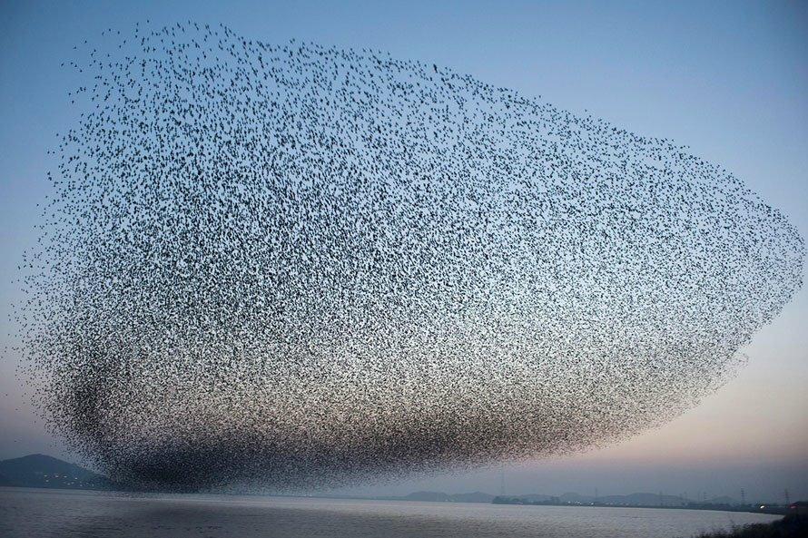 Bird_Swarm