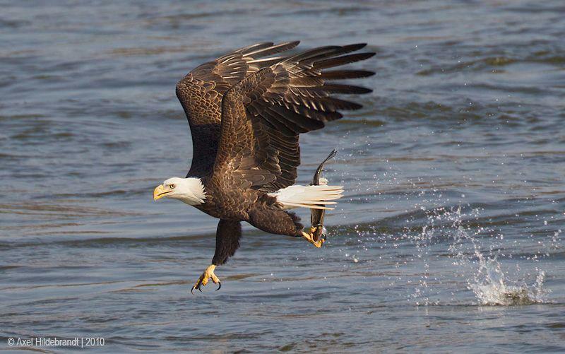Eagle