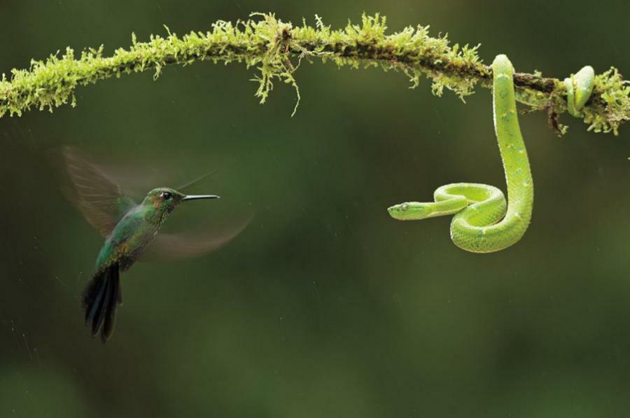 HumminBird_vs_Mamba