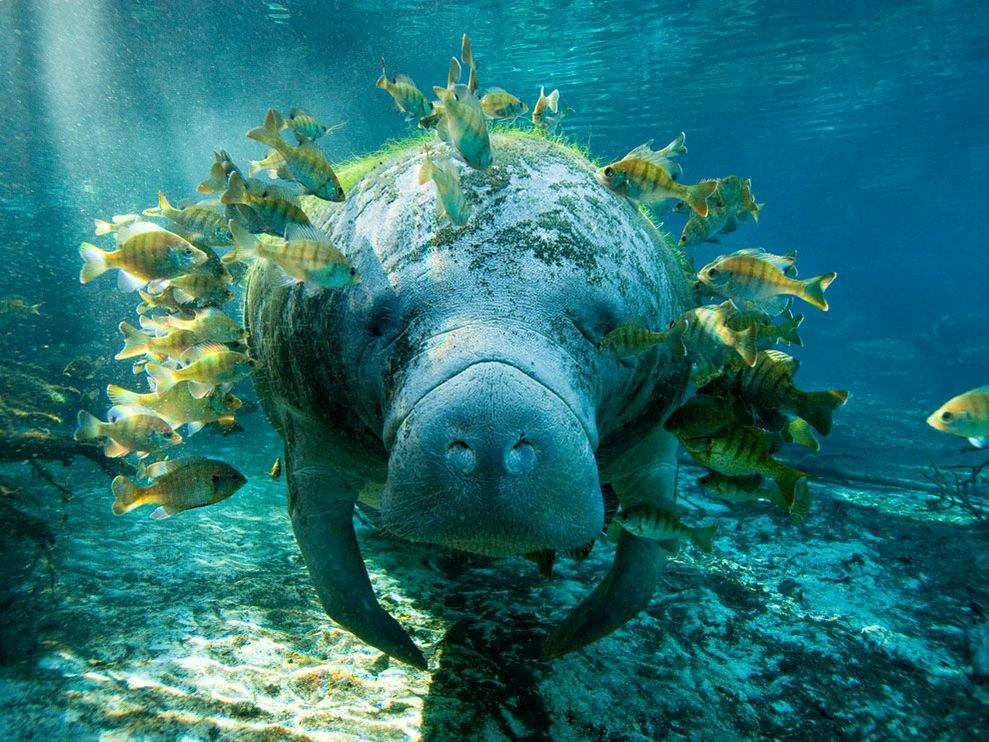 Manatee-center-of-attention