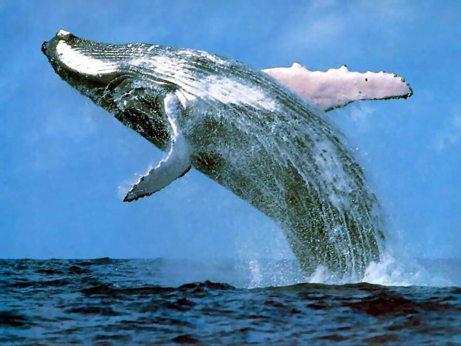 Whale_Breach