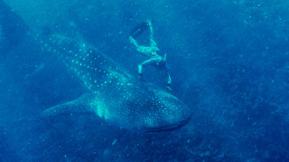 Whale_Shark2
