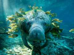 Manatee-center-of-attention