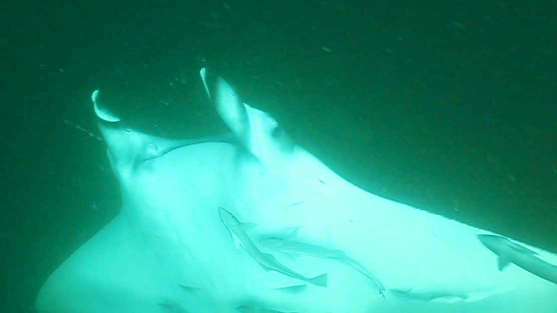 Manta37