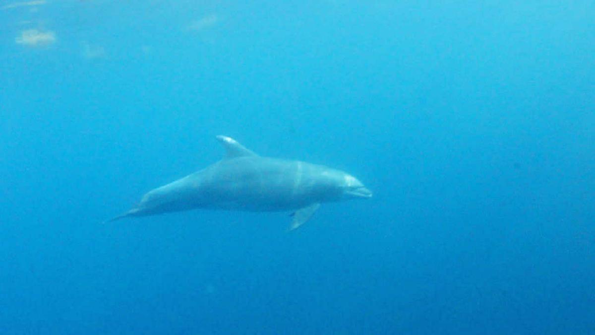 Dolphin1-MVI_8918