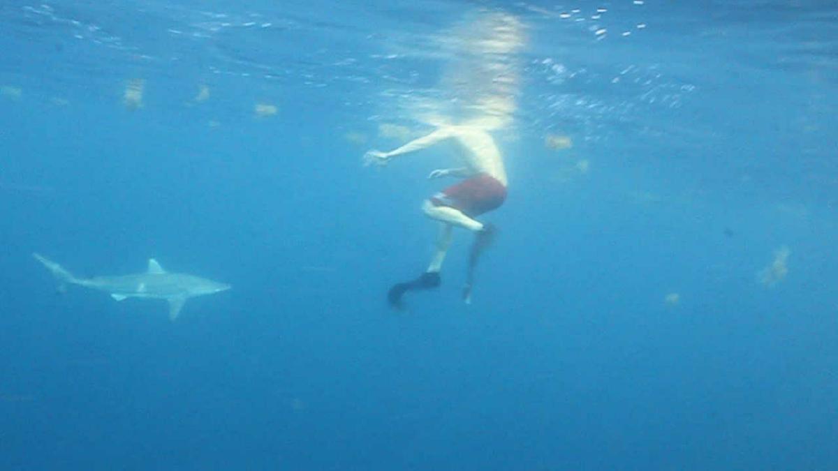 ~Shark2-6MVI_8918