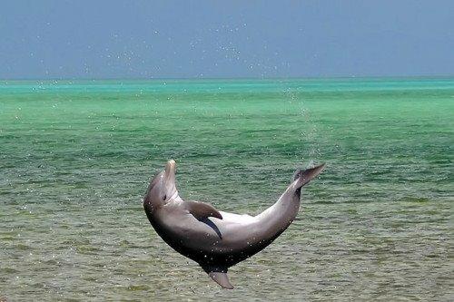 Dolphin-happy