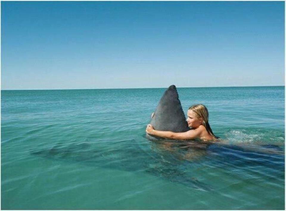 Friendly_Shark