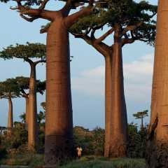 Baobab_trees_in_Madagascar