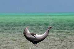 Dolphin-happy