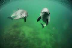 Dolphins-Curious