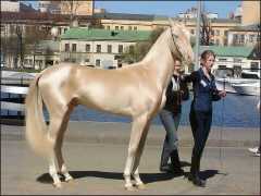 Horse-Gorgeous