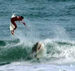 Shark_after_Surfer