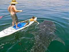 Whale_Shark_Paddle_Board