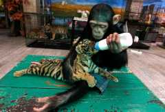 chimp_feeds_tiger