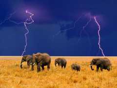 elephants_lightning