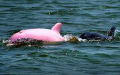 pink_dolphin