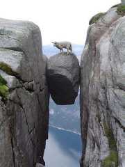 sheep_on_a_cliff
