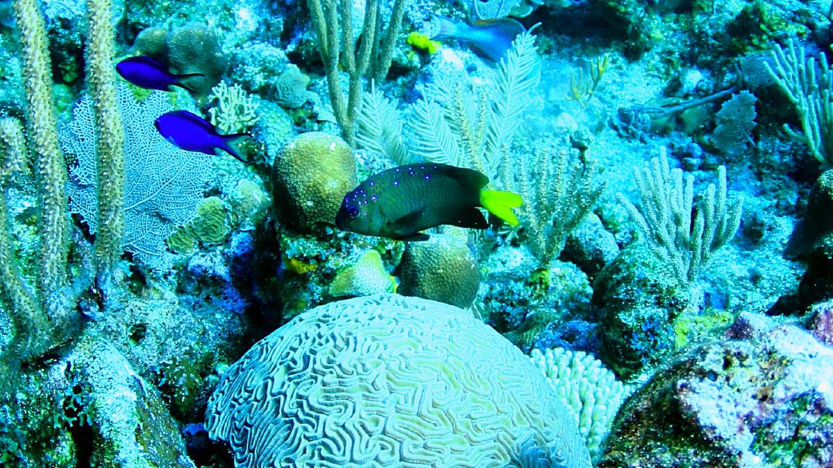 IMG_5140-YellowTail