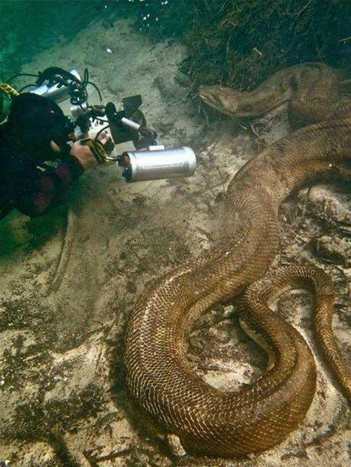 Anaconda-underwater