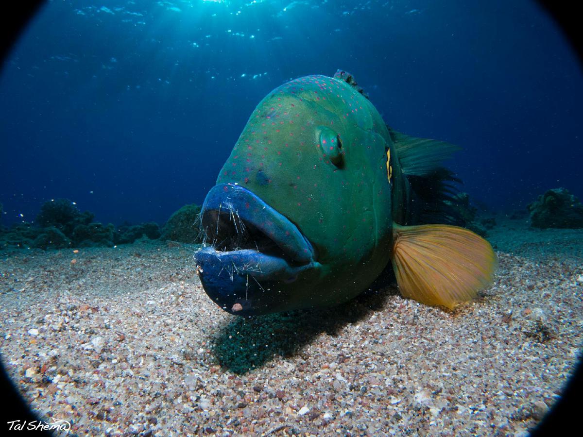 Cheilinis lunulatus