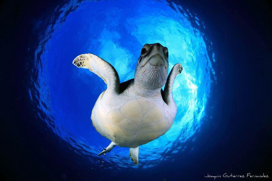 Flying_Turtle