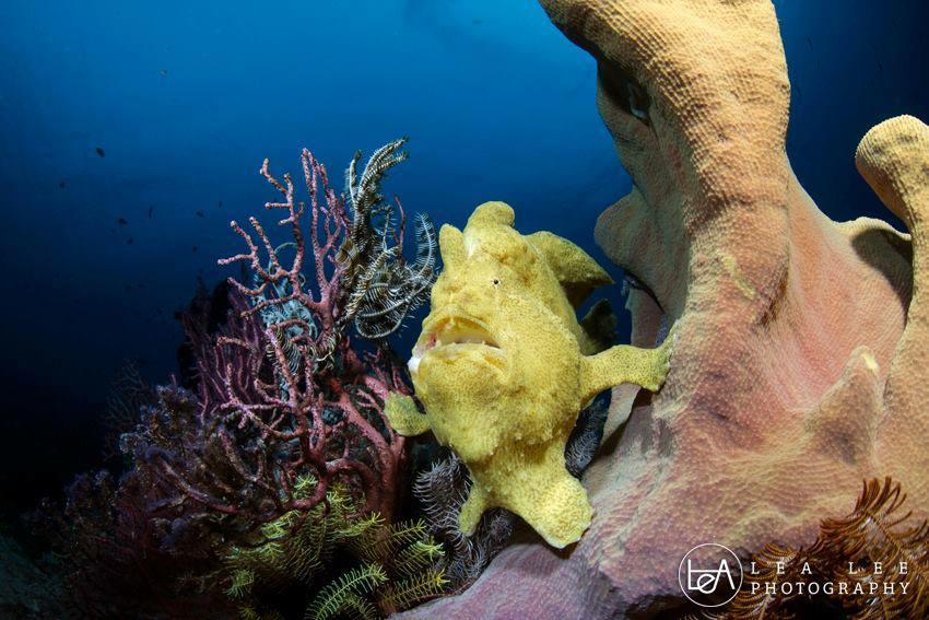 Frog_Fish
