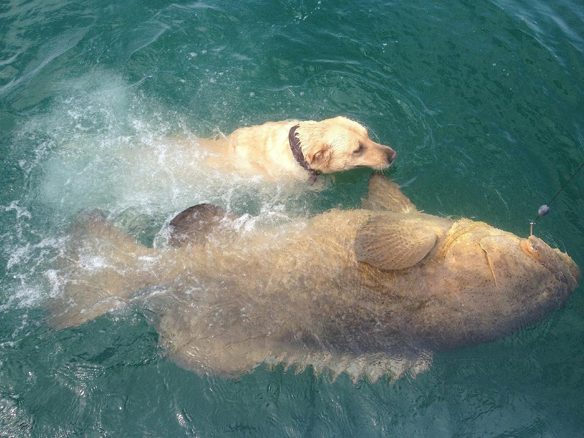 Goliath&Dog