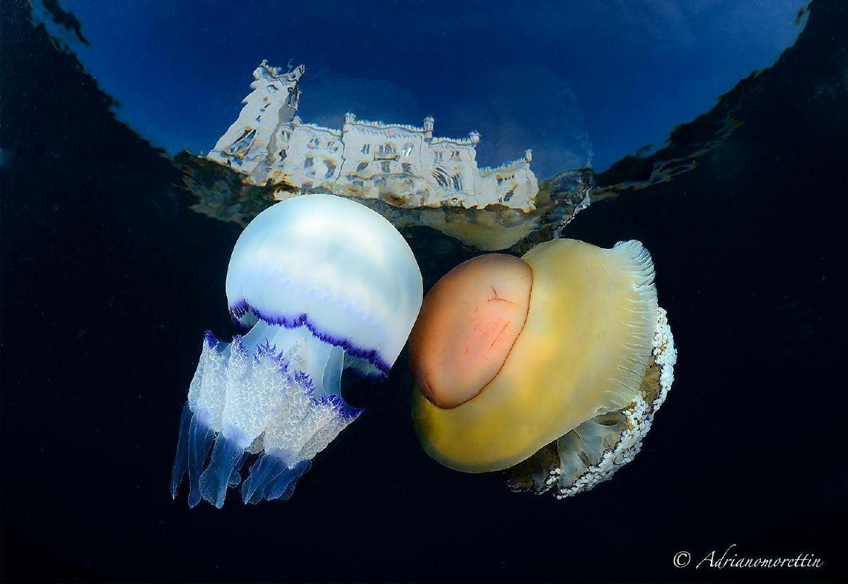 Jellies