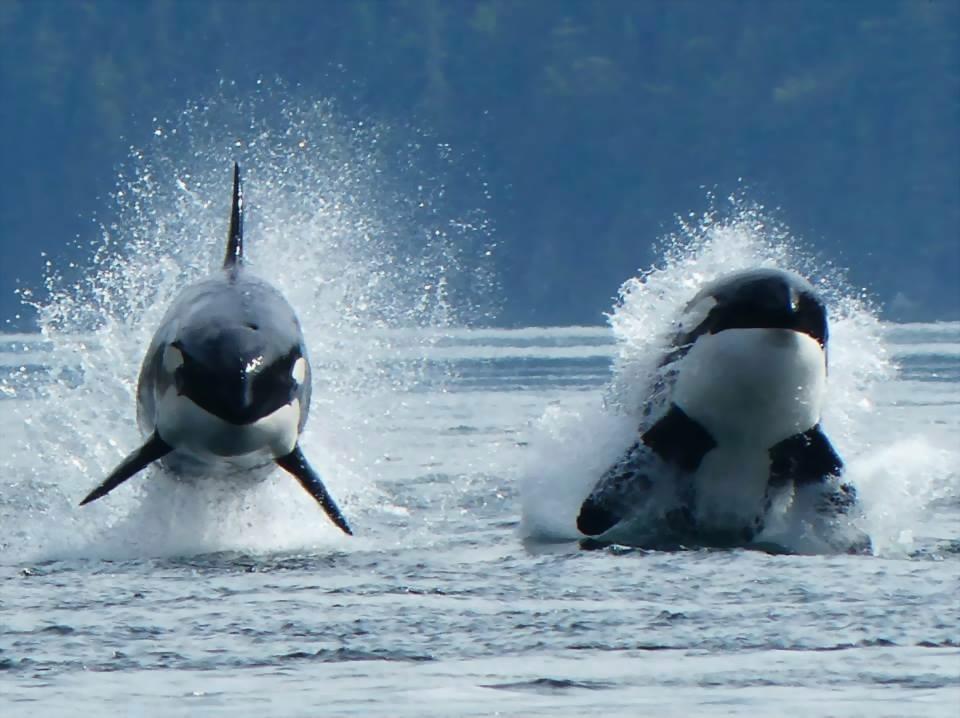 Killer_Whales