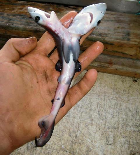 Shark-2Headed