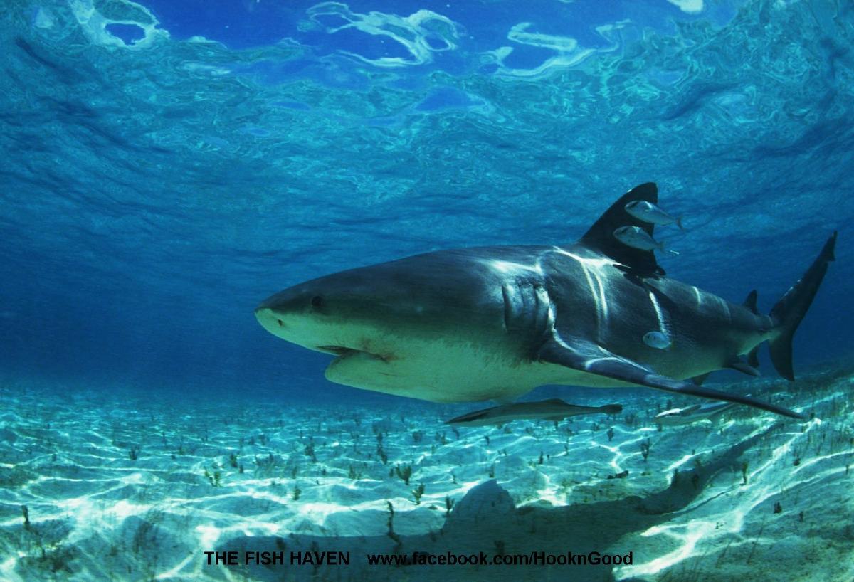 Shark2