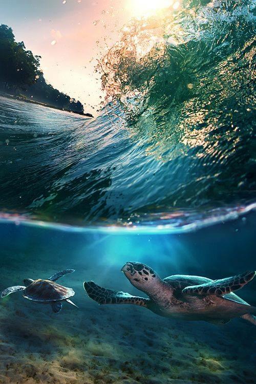 Surfs-Up_Turtles