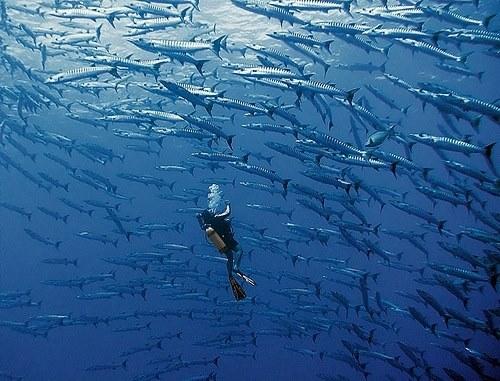 Wahoo