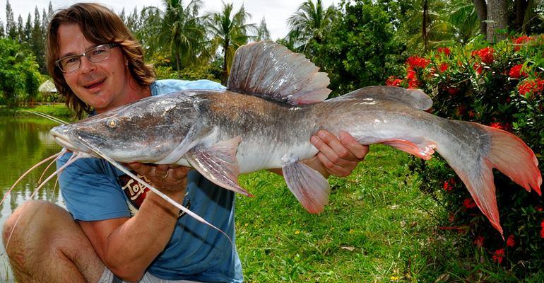 catfish-from-heaven