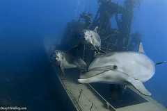 Dolphins_and_Wreck