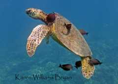 Turtle-Karen