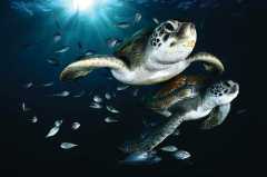 sea_turtles