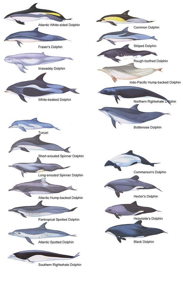 Dolphin_Types